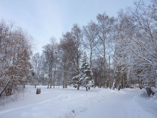 Bos in de sneeuw.